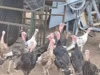 Turkeys — foto 5