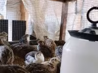 Quails — foto 6