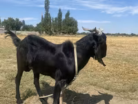 แพะตัวผู้, Nubian Goat — รูปภาพ 2