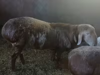 แกะตัวผู้, Arashan sheep — รูปภาพ 1