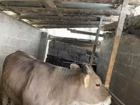 Krava, Swiss cattle — fotografija 2