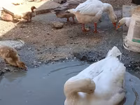 German Pekin — sawirka 5