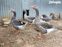 Geese — Foto 3