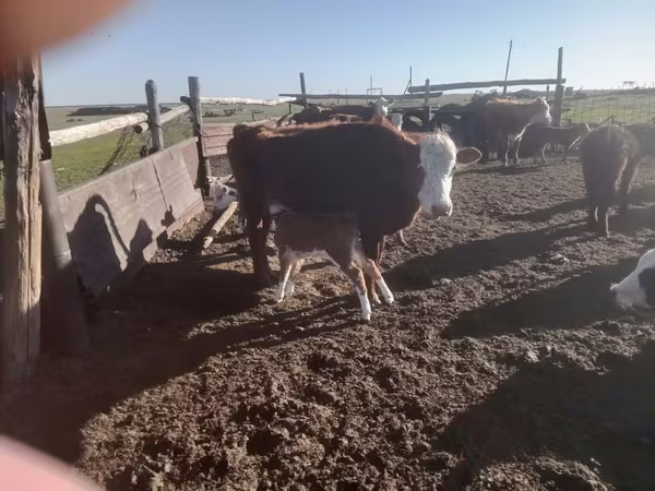 암소, Latvian Blue cattle