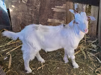 Goat, Goats — photo 5