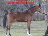 Kobila, Arabian horse — fotografija 6