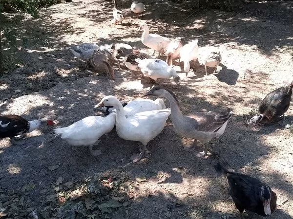 Geese