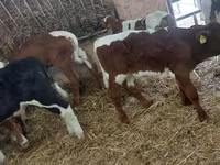 황소, Simmental cattle — 사진 6