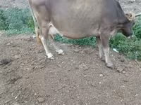 Sapi, Cattle — foto 3