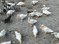 Ducks — รูปภาพ 1