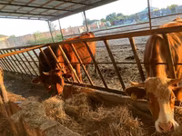 Ko, Simmental cattle — foto 2