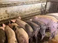 Schweine (Partie, Geschlecht nicht angegeben), Schweine — Foto 8