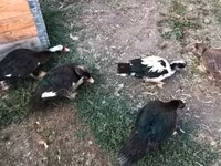 Ducks — fotografija 2