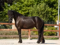 مادیان, Friesian — عکس 4