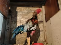 Chickens — zdjęcie 4