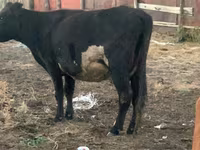 Үнээ, Latvian Blue cattle — 1 зураг