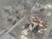Domestic Muscovy — foto 4