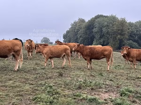 Lembu betina, Limousin cow