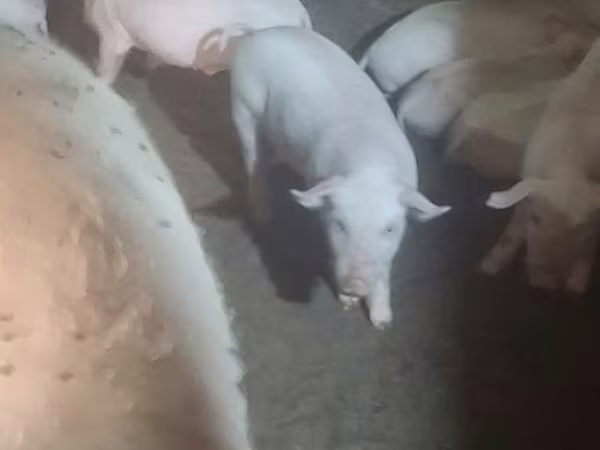 Schweine (Partie, Geschlecht nicht angegeben), Крупная белая