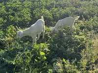 Ямаа, Saanen goat — 1 зураг