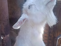 بز ماده, Alpine goat — عکس 1