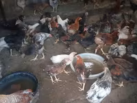 Chickens — 照片 4
