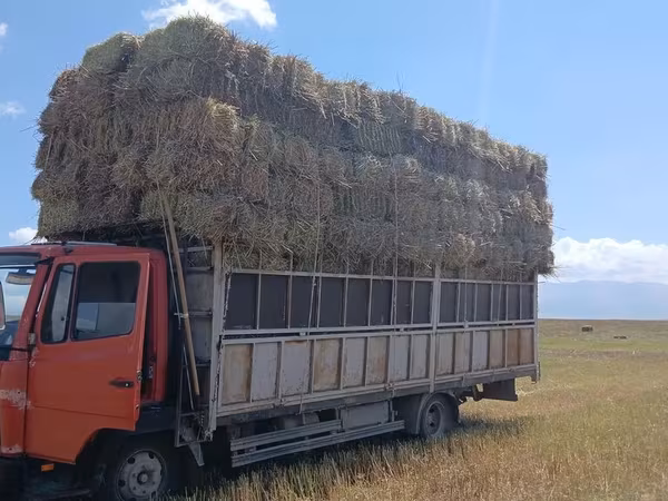 Продажа тюков сена (прессованных прямоугольных кип). - Заготовка в