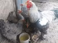 Brahma — Foto 5