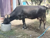 গাভী, Latvian Blue cattle — ছবি 1