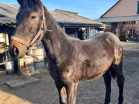 Hing, Nonius horse — 1. fotó