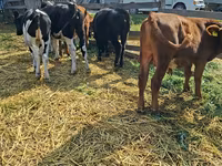 Kuh, Russian Black pied cattle — Foto 4