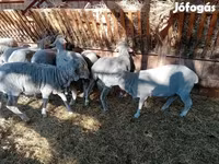 مینڈھا, Merino sheep — تصویر 8