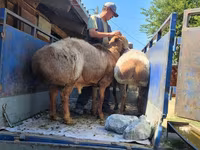 Kambing jantan, Hissar sheep — foto 1