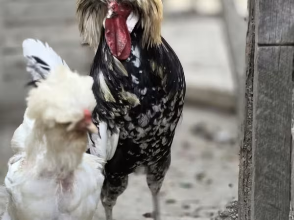 Chickens