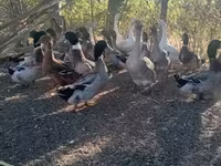 Ducks — foto 2