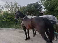 Cavallo, Soviet Heavy draft — foto 3