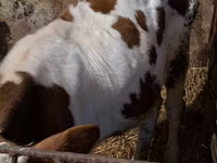 Bulle, Simmental cattle — Foto 5