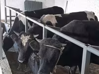 วัวตัวผู้, Russian Black pied cattle — รูปภาพ 2