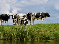 Гранулированный комбикорм для крупного рогатого скота / Nutraț combinat granulat pentru bovine — الصورة 4