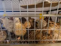 Quails — picha 7