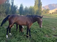 ፈረስ, Horse breed — ፎቶ 5