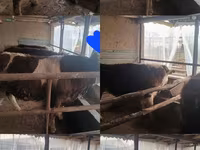 Toro, Simmental cattle — foto 8