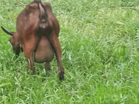 Cabra, Irish goat — foto 7