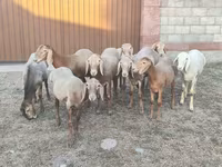 Beran, Arashan sheep — foto 2