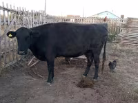 Vacă, Latvian Blue cattle — foto 2