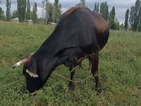 گاو ماده, Swiss cattle — عکس 2
