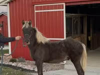 Hingst, Rocky Mountain Horse — foto 5
