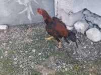 Chickens — снимка 3