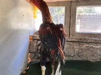 Chickens — 照片 2
