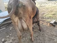 วัวตัวเมีย, Swiss cattle — รูปภาพ 2